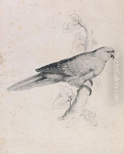 Pacific Parrakeet (Plate 26) by Edward Lear