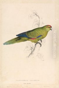 Platycercus Pacificus / Pacific Parrakeet (Plate 26) by Edward Lear
