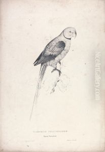 Palaeornia Columbiodes / Pigeon Parrakeet (Plate 31) by Edward Lear