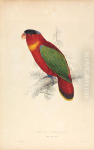 Lorius Domicella / Black-capped Lorry (Plate 37) by Edward Lear
