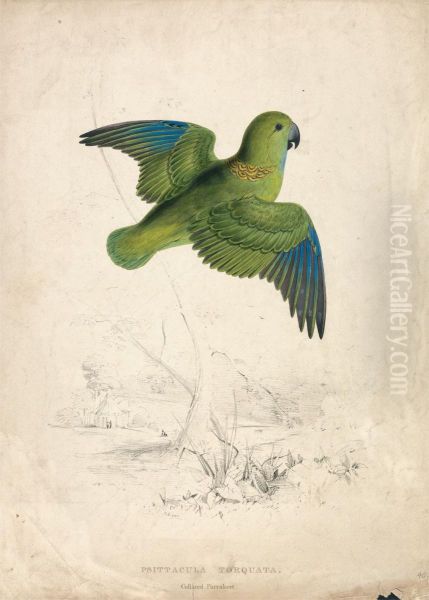 Collared Parrakeet (Plate 40) - view 1