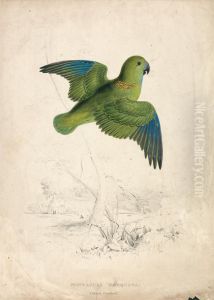 Collared Parrakeet (Plate 40) Collared Parrakeet (Plate 40)