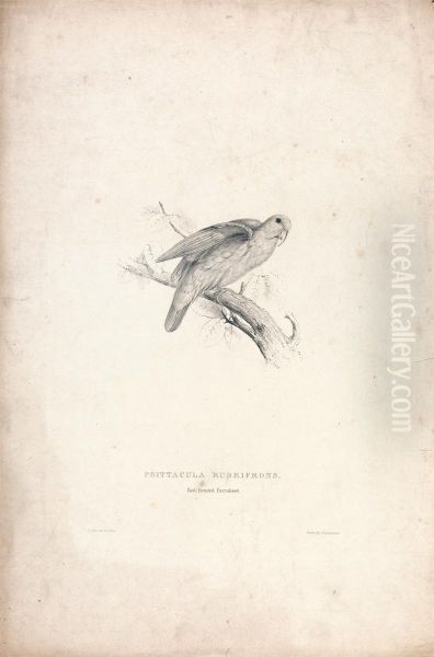 Psittacula Rubrifrons/ Red-fronted Parrakeet (Plate 41) - view 1