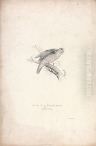 Psittacula Rubrifrons/ Red-fronted Parrakeet (Plate 41)