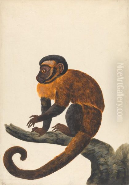 A Capuchin - view 1