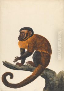 A Capuchin A Capuchin
