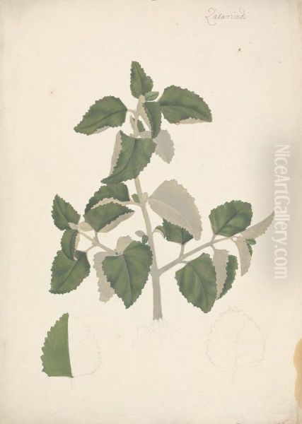 finished drawing of a leafy shoot, without flowers - view 1