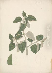 finished drawing of a leafy shoot, without flowers by James Bruce