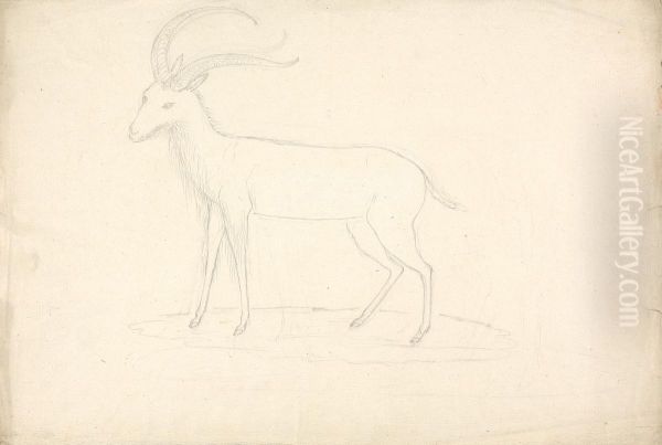 Unidentified Ungulate - view 1