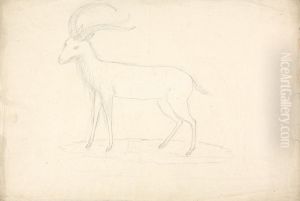 Unidentified Ungulate