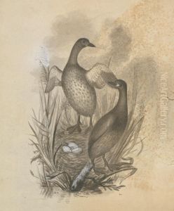 Two Ducks with a Nest by James Sowerby