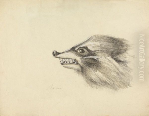 Head of a Racoon - view 1