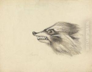 Head of a Racoon Head of a Racoon