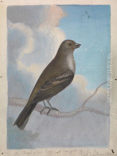 A Bird - view 1