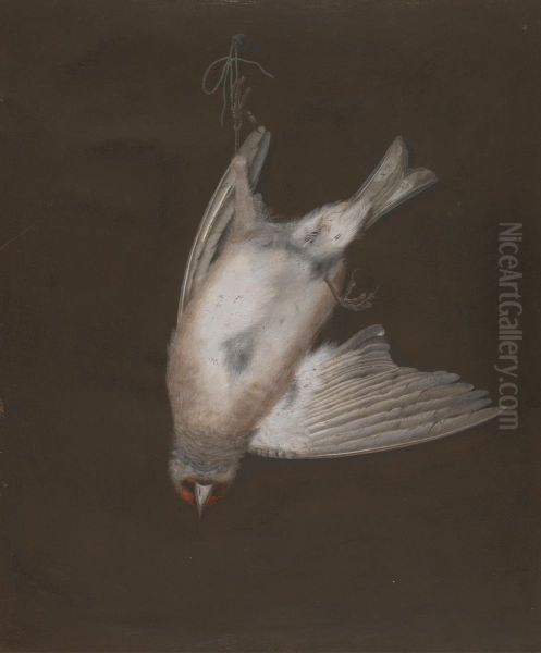 A European Goldfinch in a Snare - view 1
