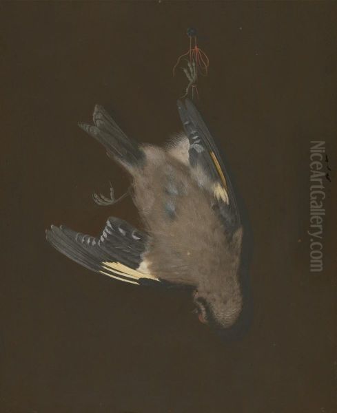 A European Goldfinch in a Snare - view 1