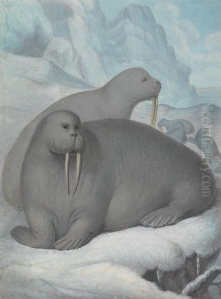 Tusked Walruses - view 1