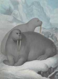 Tusked Walruses by James Sowerby