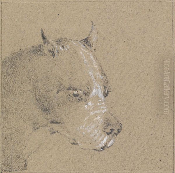 Head and Shoulders of a Boxer Dog, Profile Right - view 1