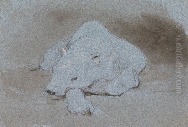 A Polar Bear, Asleep, Front View - view 1