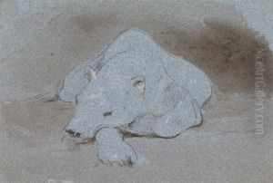 A Polar Bear, Asleep, Front View
