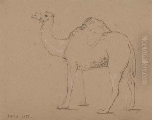 A Camel, Facing Left, Sept. 3, 1850 - view 1