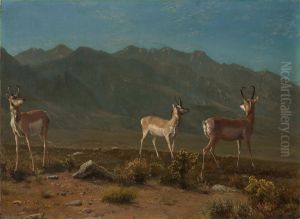 Antelope (Arizona Antelope)