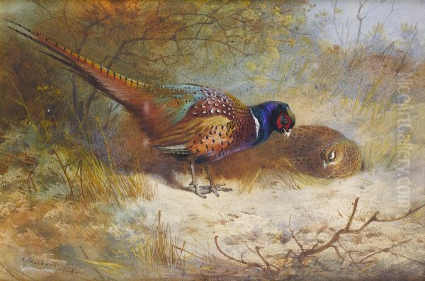 Pheasants. - view 1