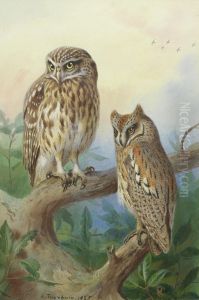 Little Owl and Scops Owl.