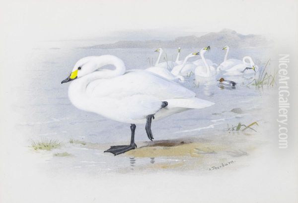 Bewick's swan. - view 1