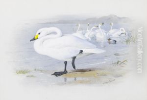 Bewick's swan. by Archibald Thorburn