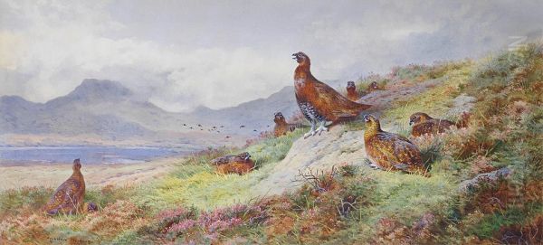 King of the roost - view 1