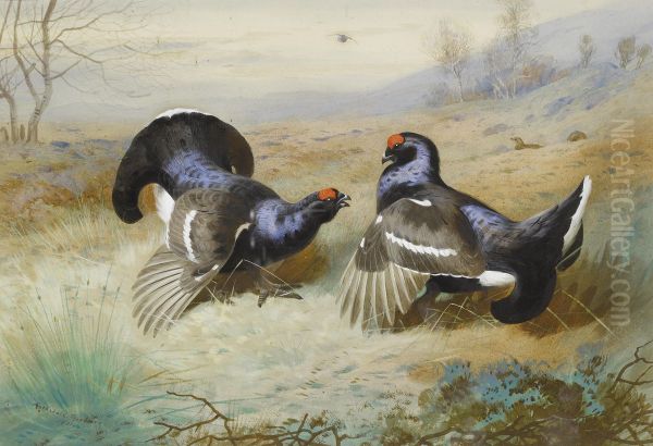 Blackcocks at the Lek. - view 1