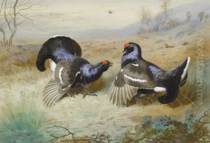 Blackcocks at the Lek. by Archibald Thorburn