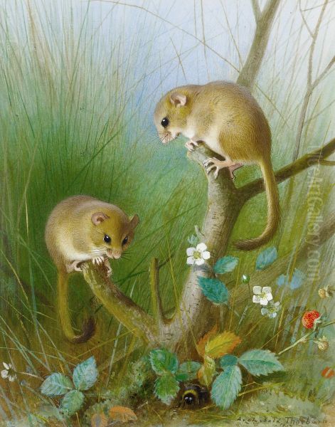 Dormice (seeMuscardinus avellanarius). - view 1