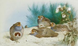 English partridge with gorse and thistles.