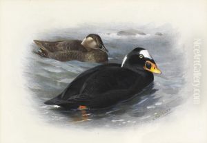 Surf-Scoter by Archibald Thorburn