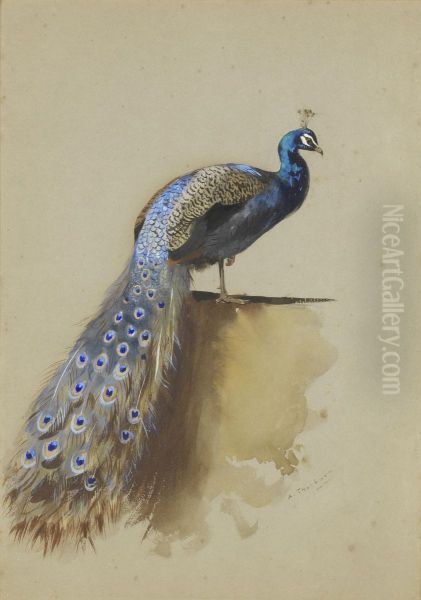 Peacock - view 1