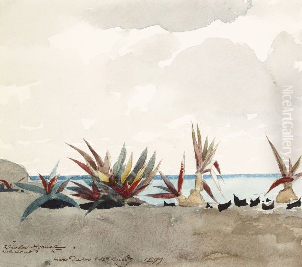 Nassau Beach with Century Plants - view 1