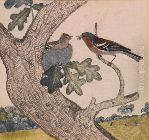 Chaffinch - view 1