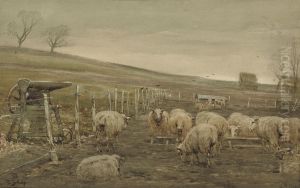Penned Sheep