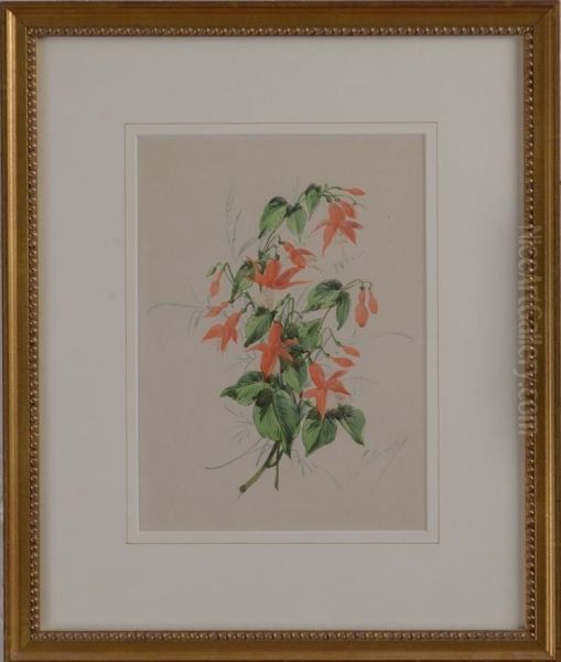 Fuschia - view 1