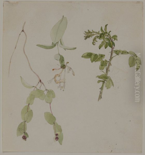 Blomsterstudie - view 1