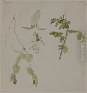 Blomsterstudie