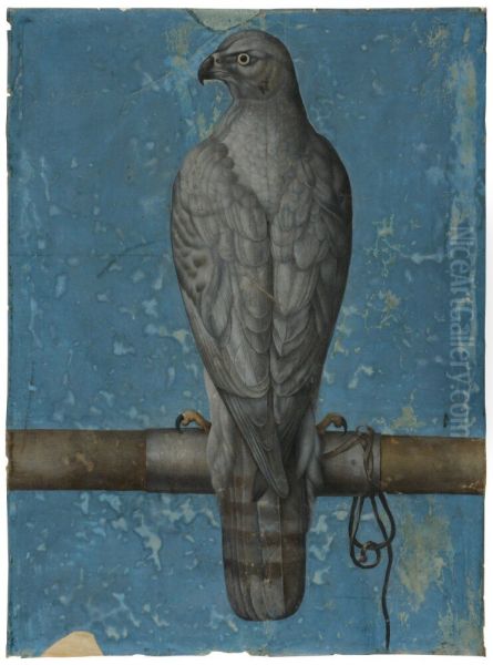 Goshawk, from Behind - view 1