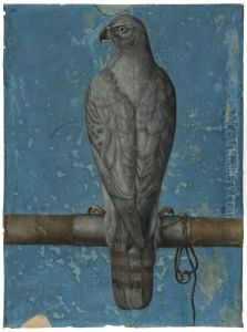Goshawk, from Behind by Joris Hoefnagel
