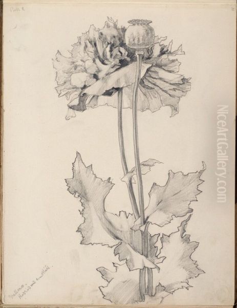 Skissbok, 54 blad, med blomstudier och frukter - view 1