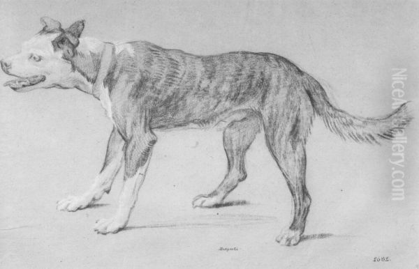 Staffordshire Bullterrier - view 1