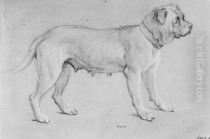Bullmastiff, tik, staende Bullmastiff, tik, staende
