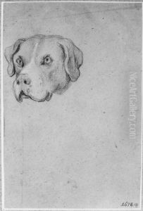 Huvud av en bullmastiff